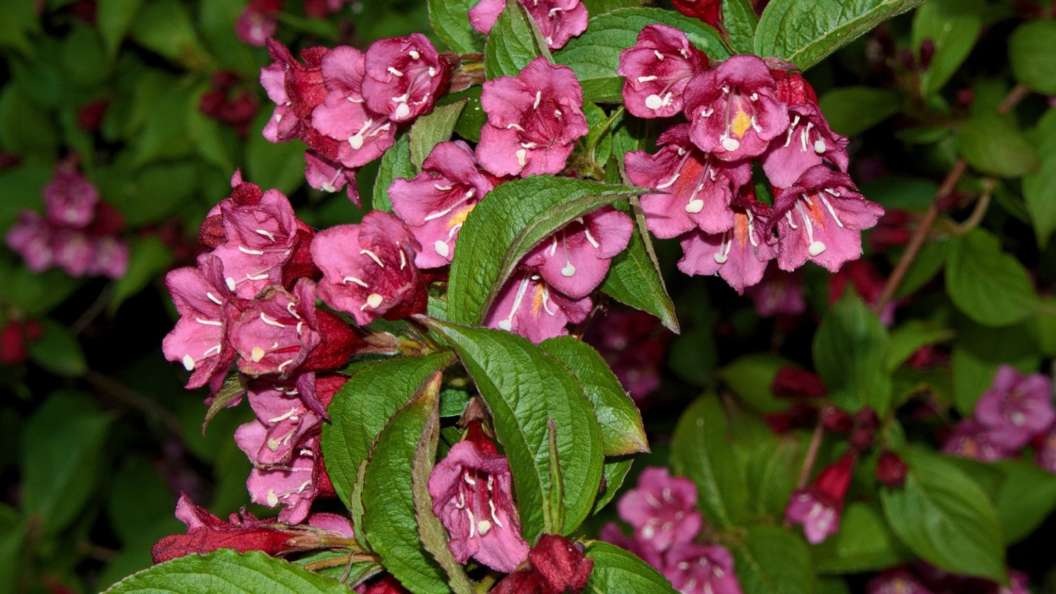 How to Plant, Grow, and Care for 'Wine and Roses' Weigela