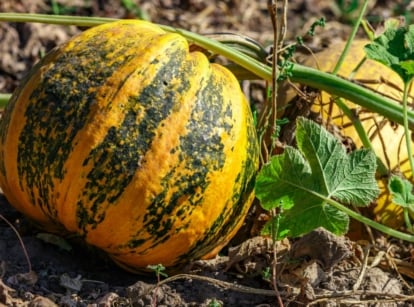 Close-up of a ripe pumpkin in a sunny garden on the soil. The pumpkin is large in size, round in shape, adorned with prominent vertical stripes spanning hues of vibrant yellow and deep green. Its smooth, slightly ribbed skin adds texture to its aesthetic appeal.
