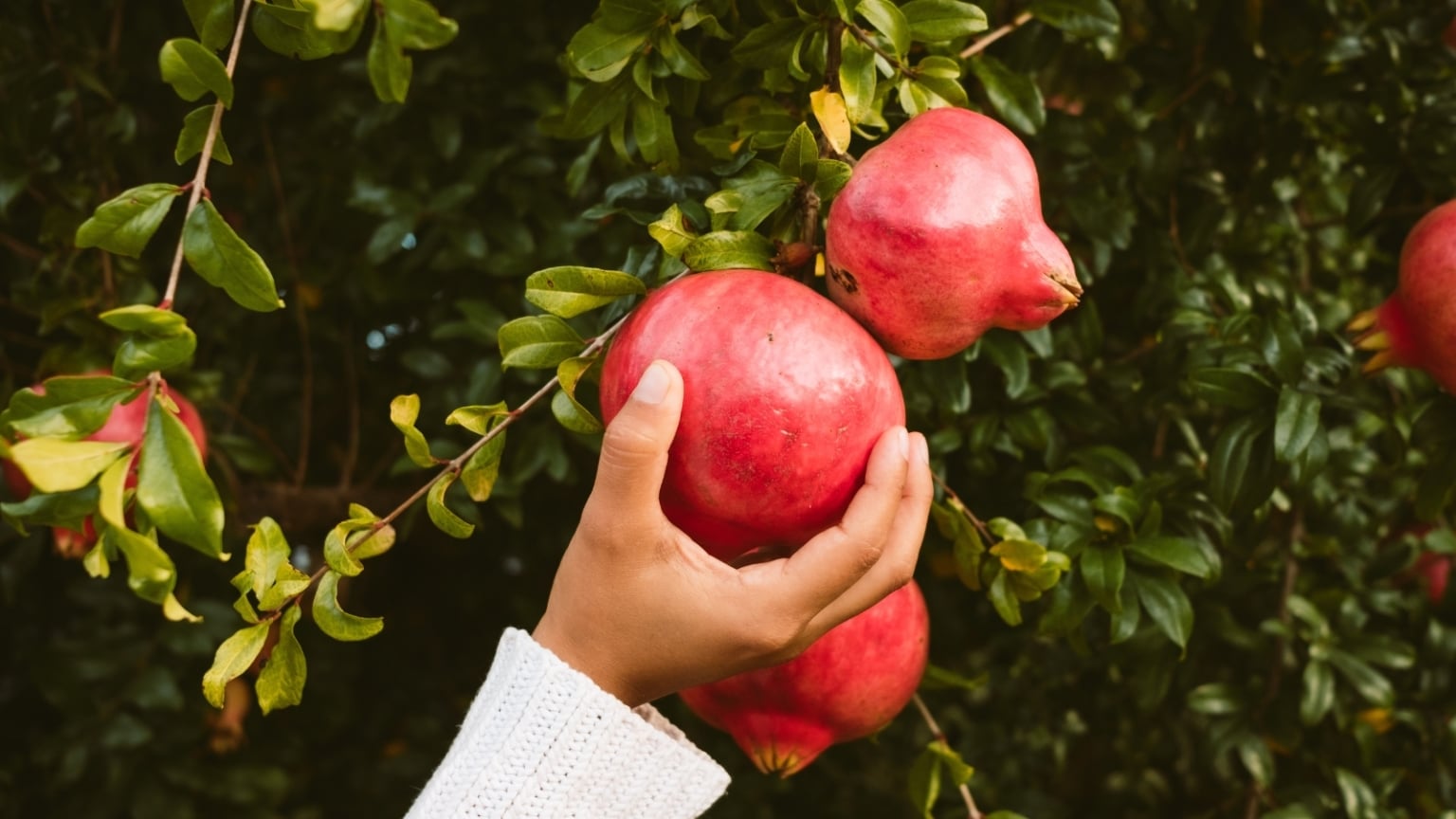 How to Plant, Grow, and Care for 'Wonderful' Pomegranate