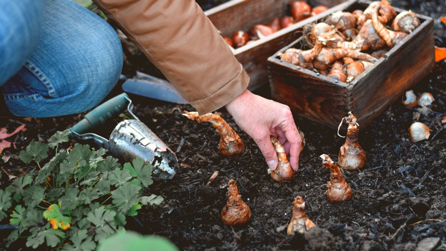 What To Do When Your Bulbs Come Up Too Early