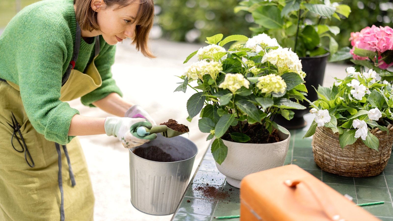 Close-up of a woman adding fresh soil to a freshly transplanted hydrangea plant in a white decorative pot, in a sunny garden. The woman is wearing a green sweater, a beige apron and white and green gloves. She pours soil from an iron bucket using a small garden trowel. Hydrangea has medium-sized, oval, dark green leaves with finely serrated edges. The flower clusters consist of small, four-petaled, creamy white flowers.