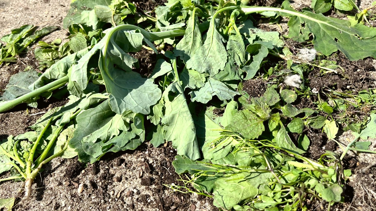 Close-up of trimmed vegetable crops in a bed with leaves scattered on top of the soil. The leaves are large, oval with wavy edges and green-gray in color.