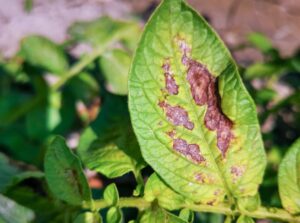 Leaves infected with alternaria leaf spot, appearing green with patches of brown because of infection