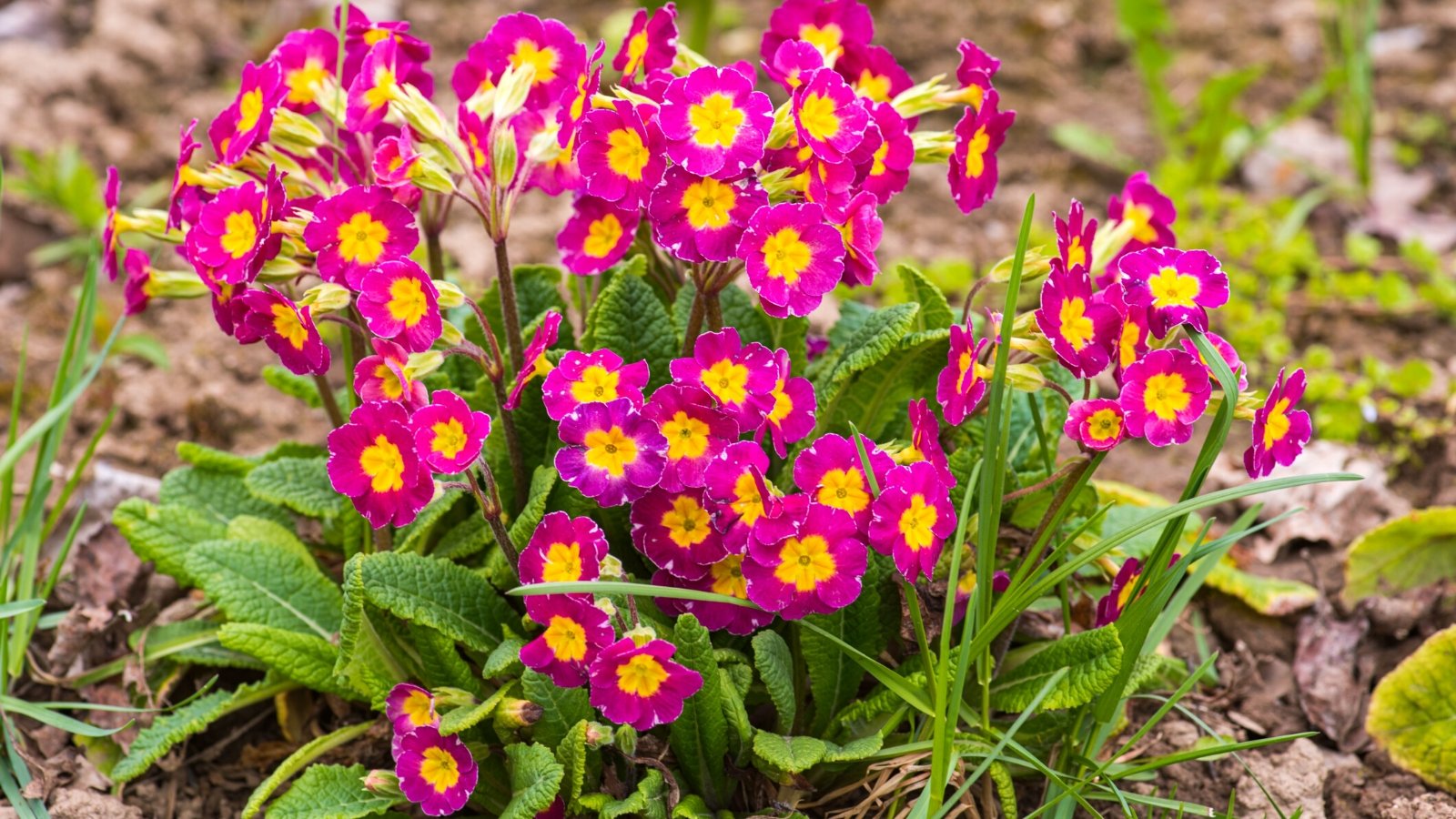 april flowers. Close-up of blooming Primula 'Crescendo Pink and Rose Shades' in a sunny garden. Primula 'Crescendo Pink and Rose Shades' is a delightful variety characterized by its compact growth habit and vibrant, multi-colored blooms. The plant forms low-growing rosettes of oval or lance-shaped leaves with a slightly wrinkled texture, creating a lush backdrop for the flowers. Rising above the foliage on sturdy stems, the blooms showcase shades of pink and rose. These Primula flowers have a classic five-petaled form and a delicate, papery texture.