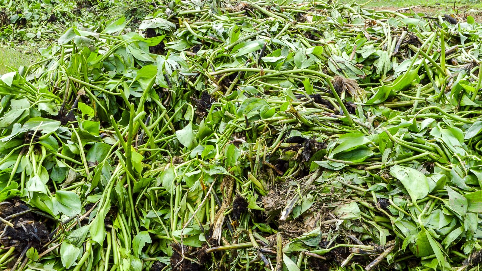 Garden method chop and drop. Close-up of trimmed plants in a garden bed. The plants are trimmed at the base and the leaves are thrown on top of the bed.