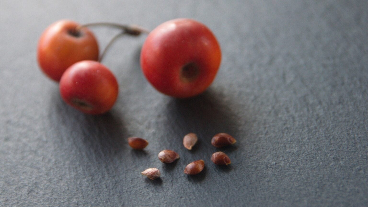 Curated visual reference: Gallery Detail: Can You Eat Crab Apples