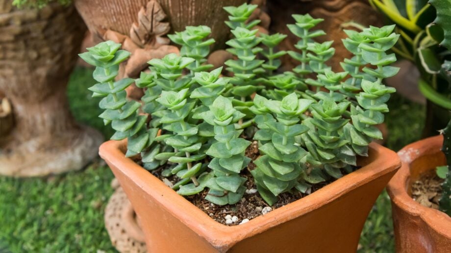 How to Plant, Grow, and Care for String of Buttons