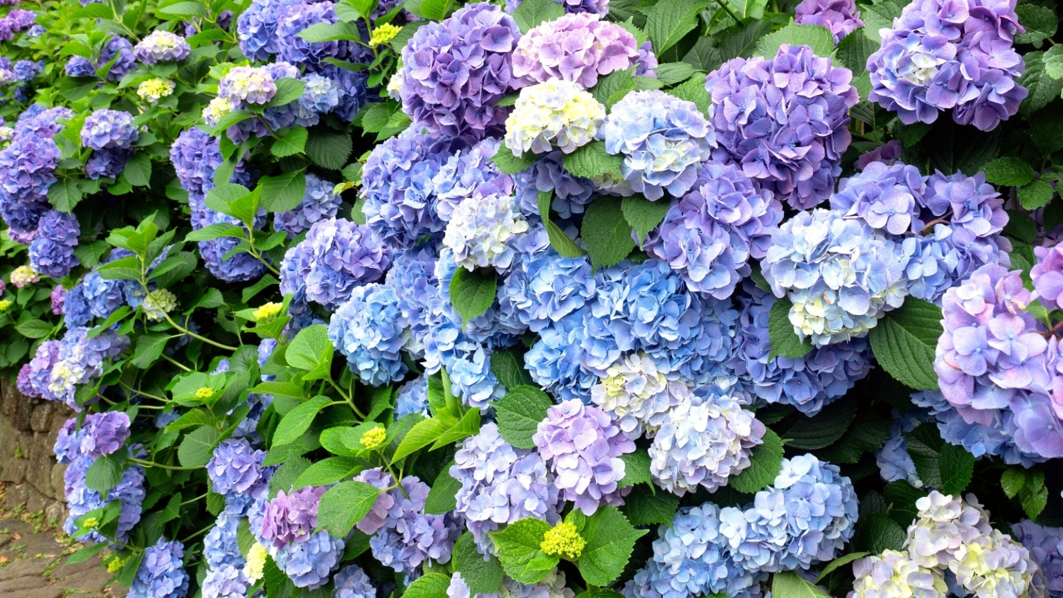 10 Garden Designs for Different Color Schemes