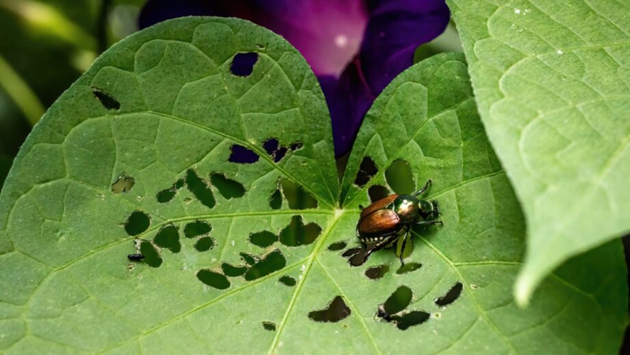 How to Identify and Control Japanese Beetles
