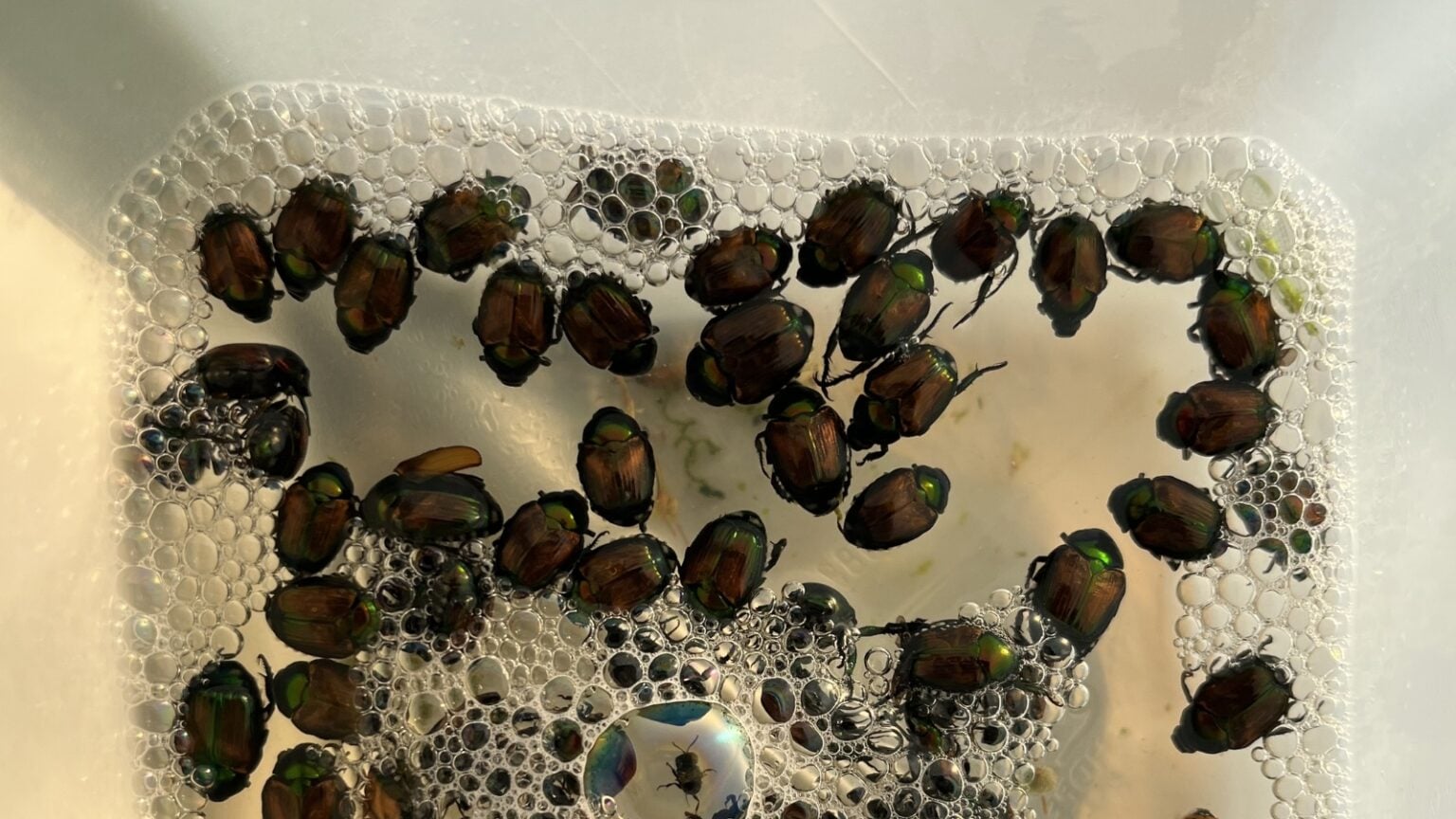 How to Identify and Control Japanese Beetles