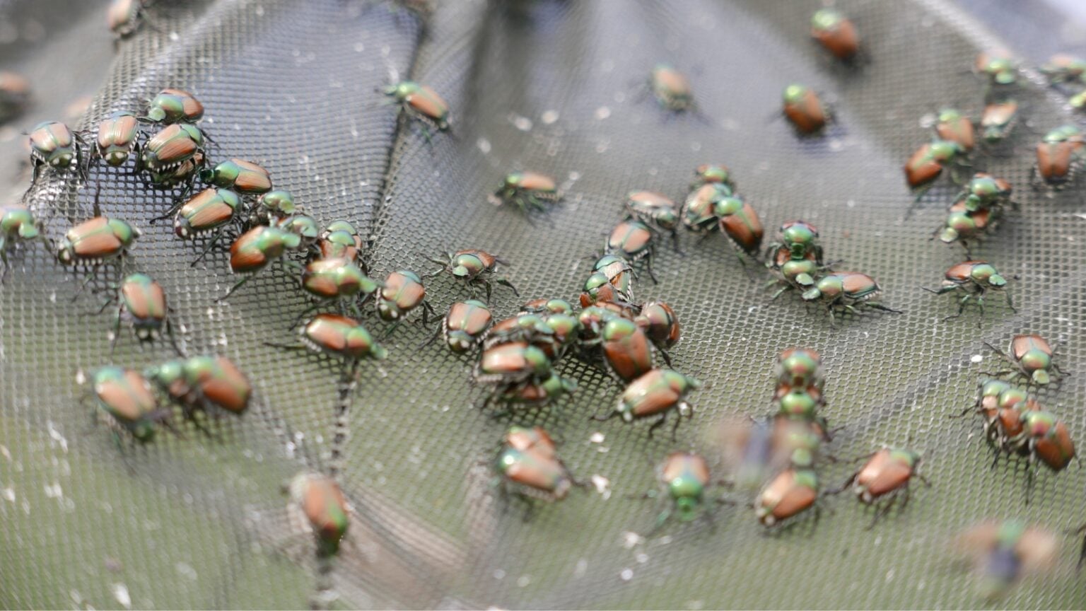 How to Identify and Control Japanese Beetles