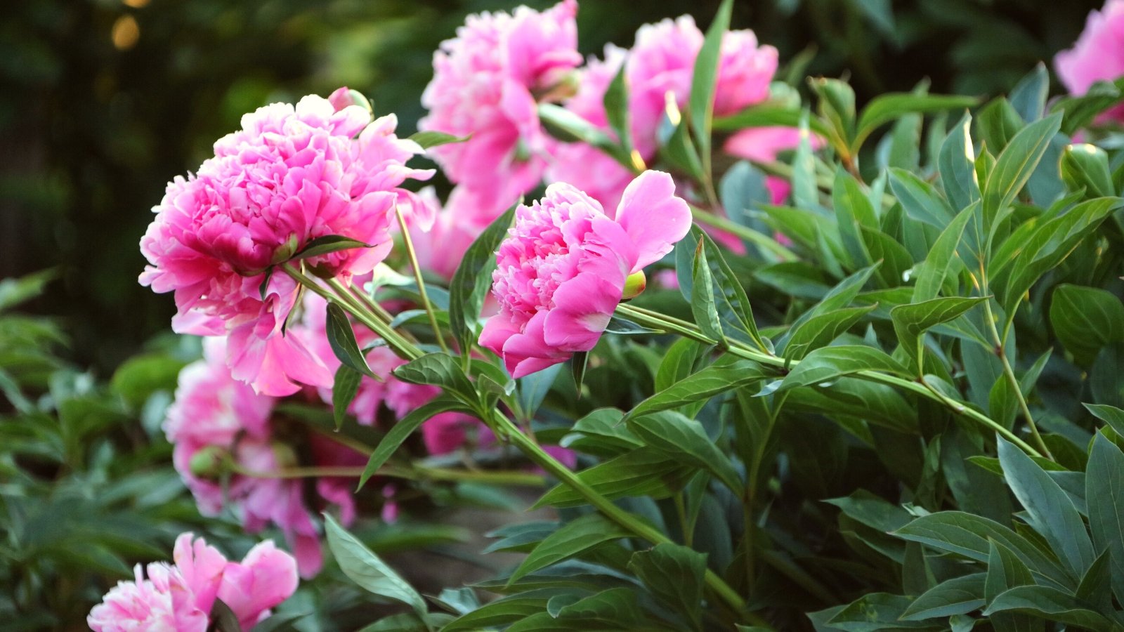 Close-up of blooming may flowers - peonies in a sunny garden. Peonies are beloved herbaceous perennial plants cherished for their extravagant and lush blooms. Their foliage consists of deep green, glossy leaves that are deeply lobed. The flowers themselves are large and sumptuous, with layers of delicate petals forming voluminous, bowl-shaped blooms. Peonies come in a soft pink color.