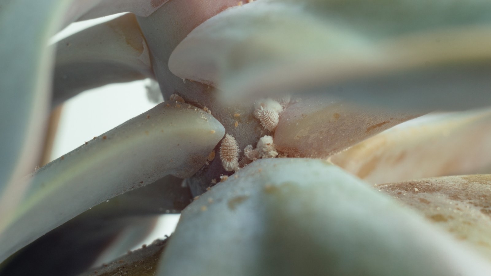 Close up of a thick, light green stem with thick, plump leaves, and tiny white, fuzzy bugs crawling at the base of where the leaves meet the stem.