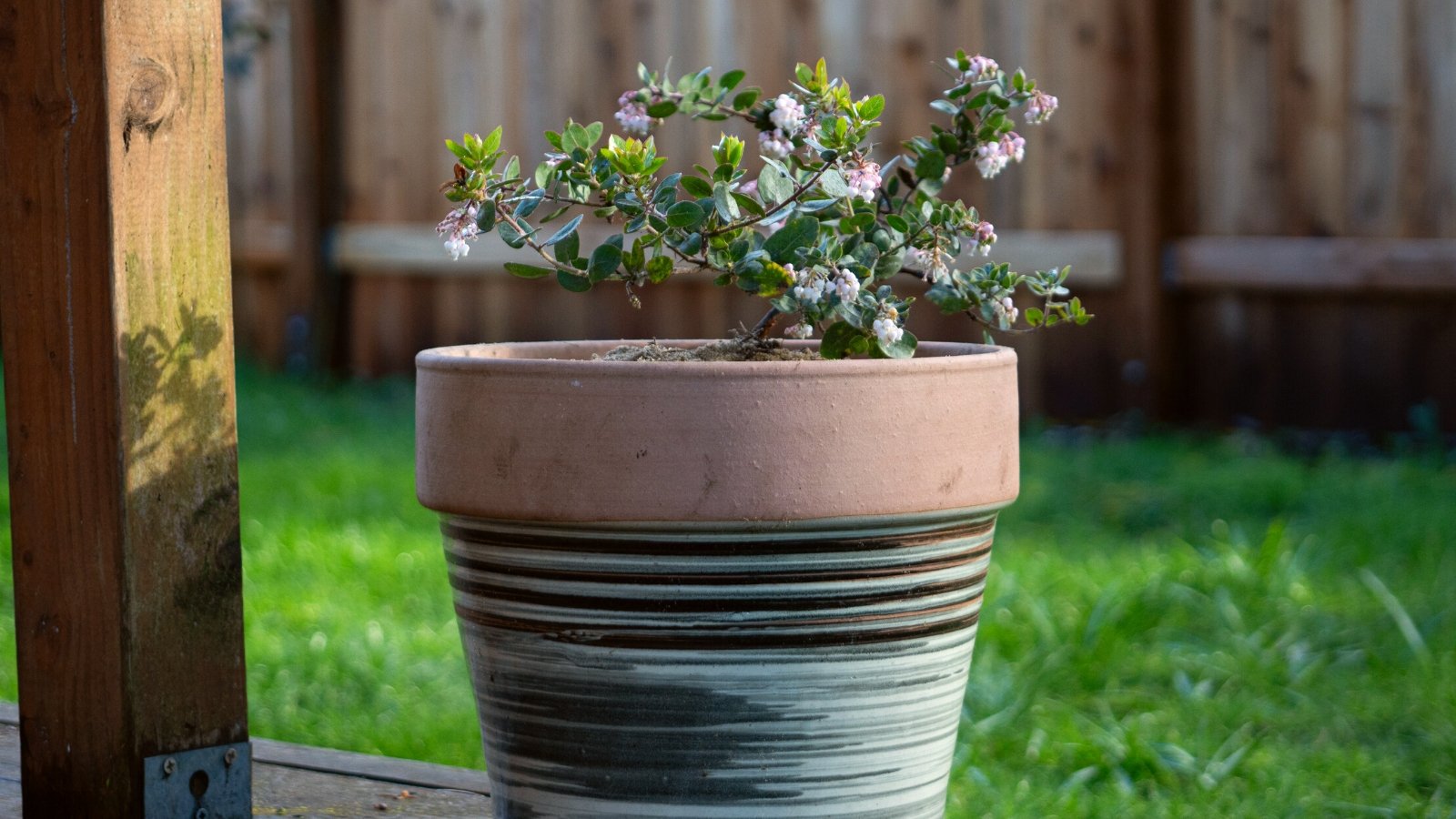 native plants in pots. Close-up of Arctostaphylos 'John Dourley' in a decorative pot outdoors. The plant has a dense, evergreen foliage adorned with oval-shaped leathery leaves in shades of deep green. Clusters of delicate, urn-shaped flowers emerge, enchanting with their soft pink hues.