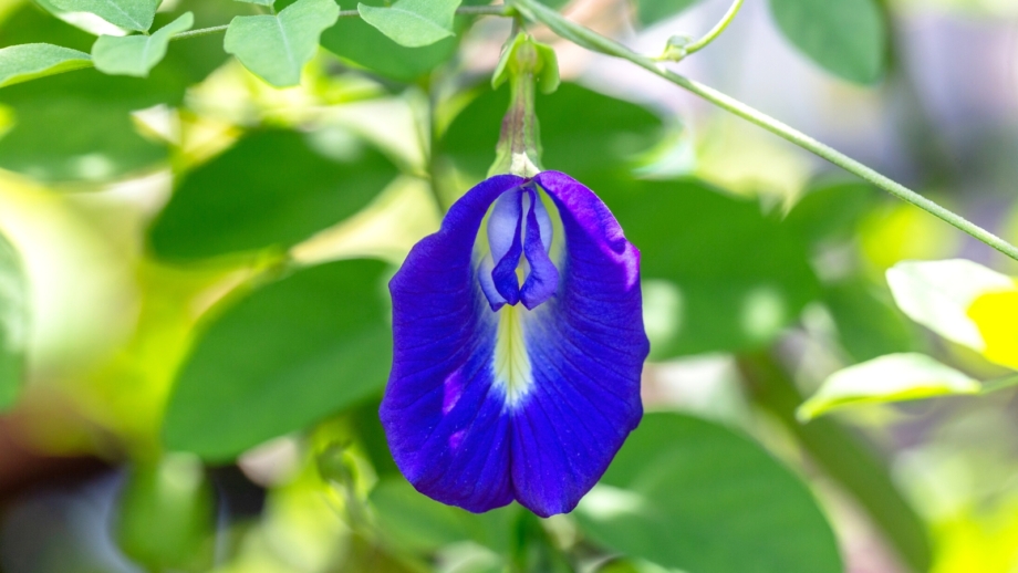 21 Garden Plants to Use as Natural Dyes - Natural Ash Natural Dye Plant