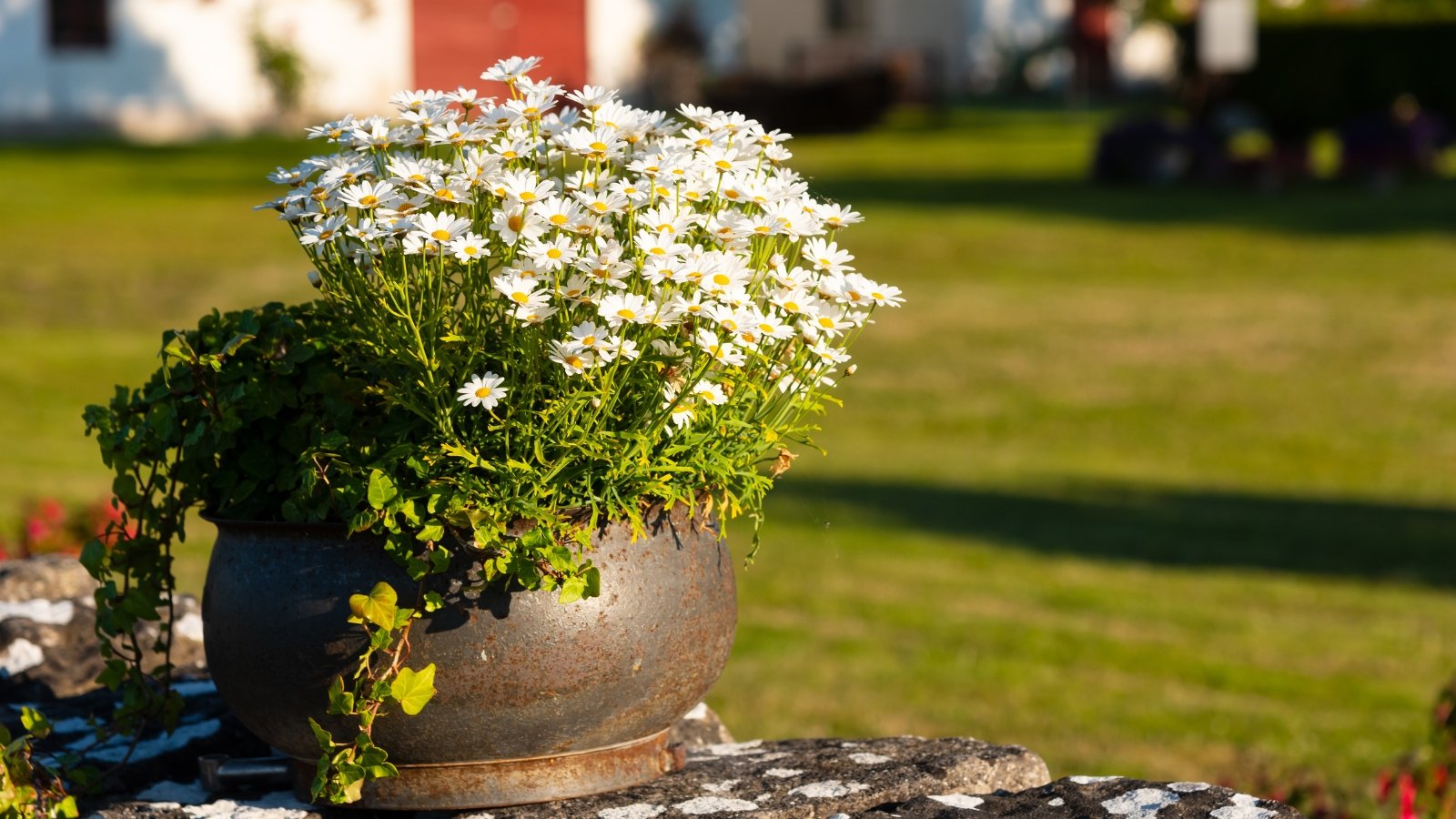 Close-up of an old iron flowerpot with blooming flowers in a sunny garden. The plant features slender stems rising from a basal rosette of lance-shaped leaves with serrated edges. Atop these stems are clusters of charming white flowers with sunny yellow centers. The leaves provide a lush green backdrop to the profusion of blooms