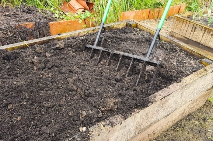 raised bed spring. Close-up of a broadfork garden tool stuck into the soil in a raised garden bed. The broadfork garden tool features a sturdy, broad frame with multiple tines or prongs extending downward from a crossbar.