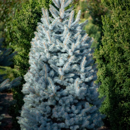 colorado blue spruce
