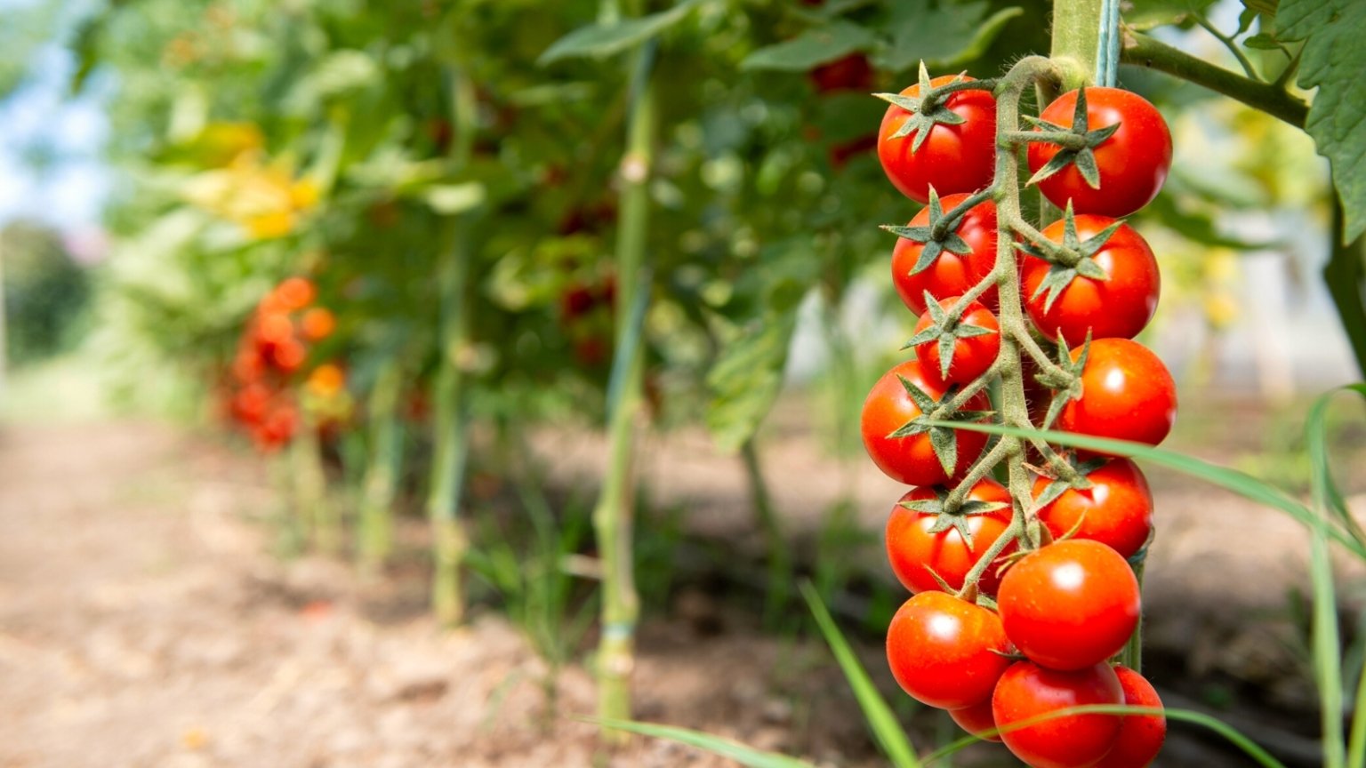 9 Tips to Make Tomato Plants Grow Faster