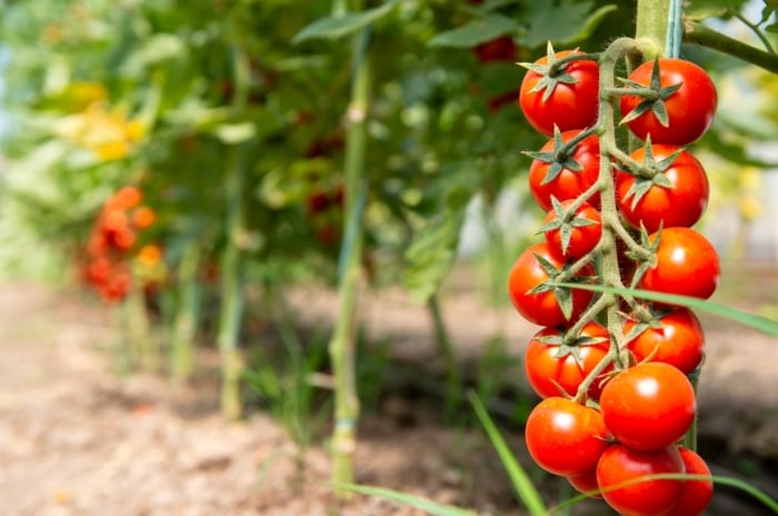 Tomato grow faster. Cherry tomatoes have slender, vining stems adorned with bright green, serrated leaves. These leaves are medium-sized and alternate along the stems. The small, round fruits, bright red, grow in clusters.