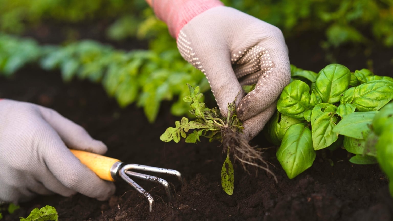 7 Different Weed Removal Methods For Your Garden 7-different-weed-removal-methods-for-your-garden