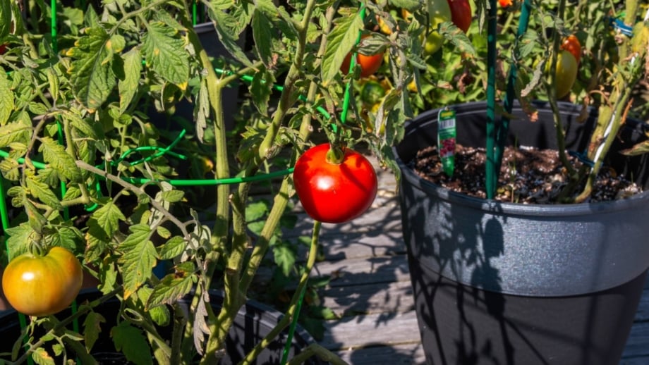 13-best-tomato-varieties-to-grow-in-pots-and-containers