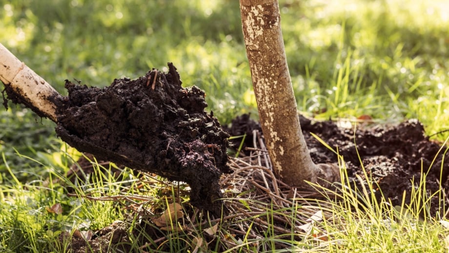 How to Start Your Own Mini Backyard Orchard