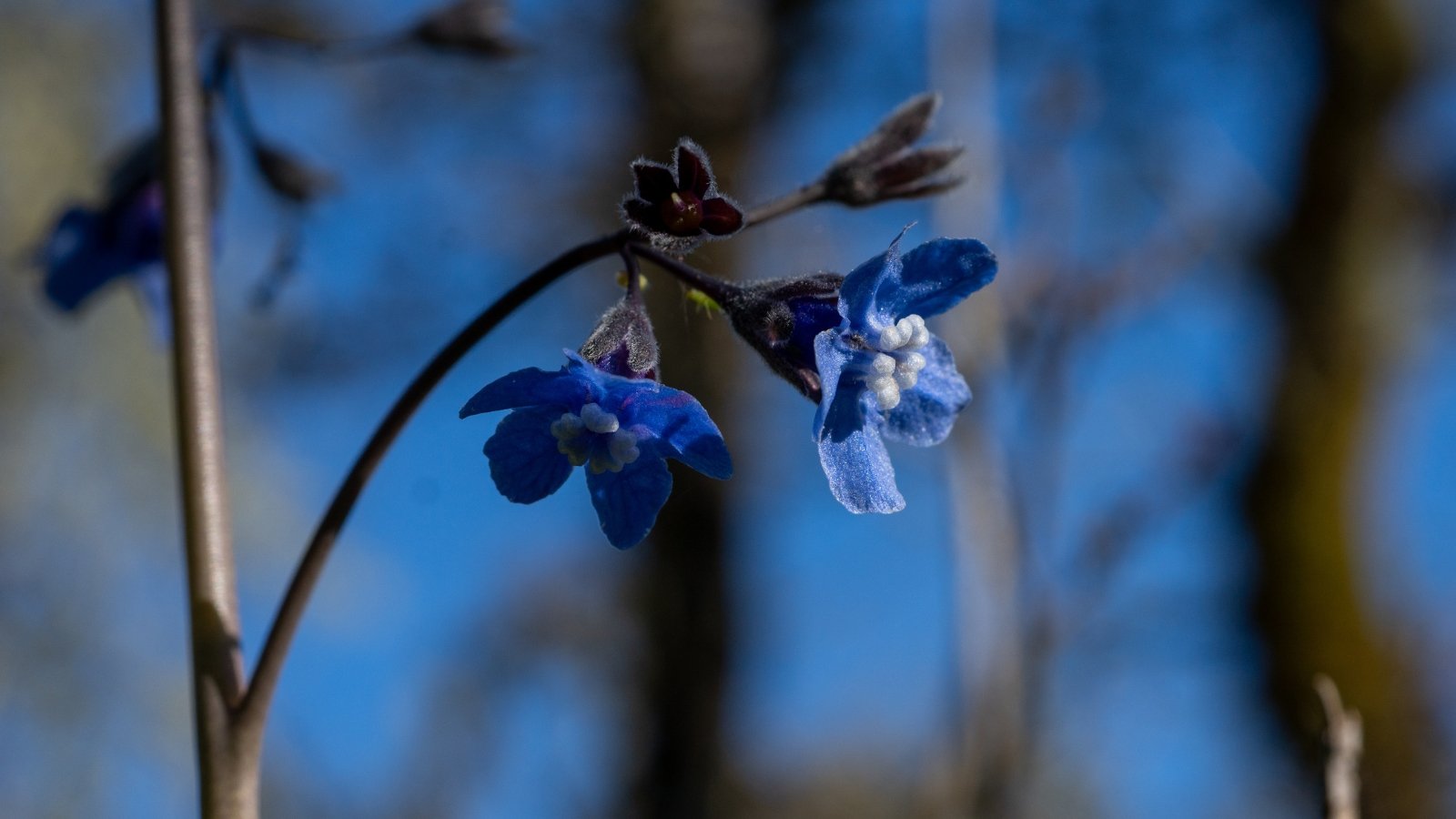 Adelinia grande presents tall, erect stems topped with clusters of tiny blue flowers with white centers.
