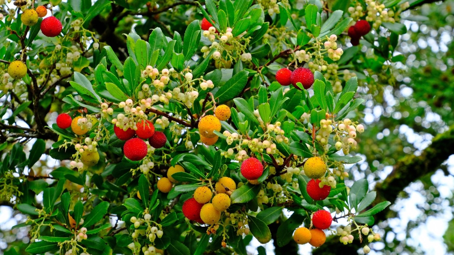 16 Pretty Garden Shrubs with Red Berries