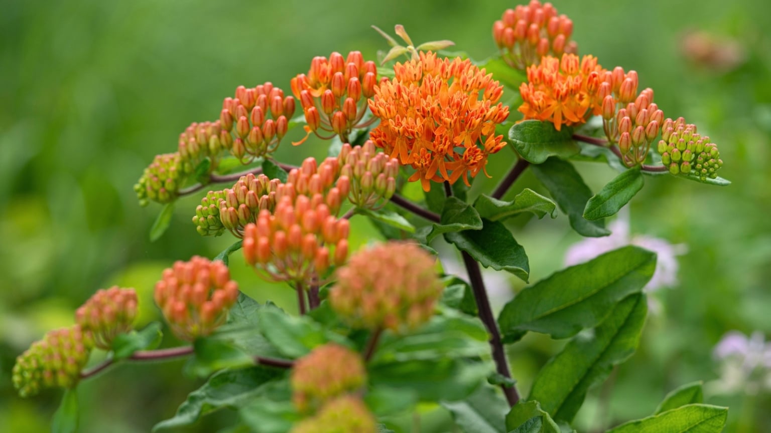 21 Flowers to Plant in June