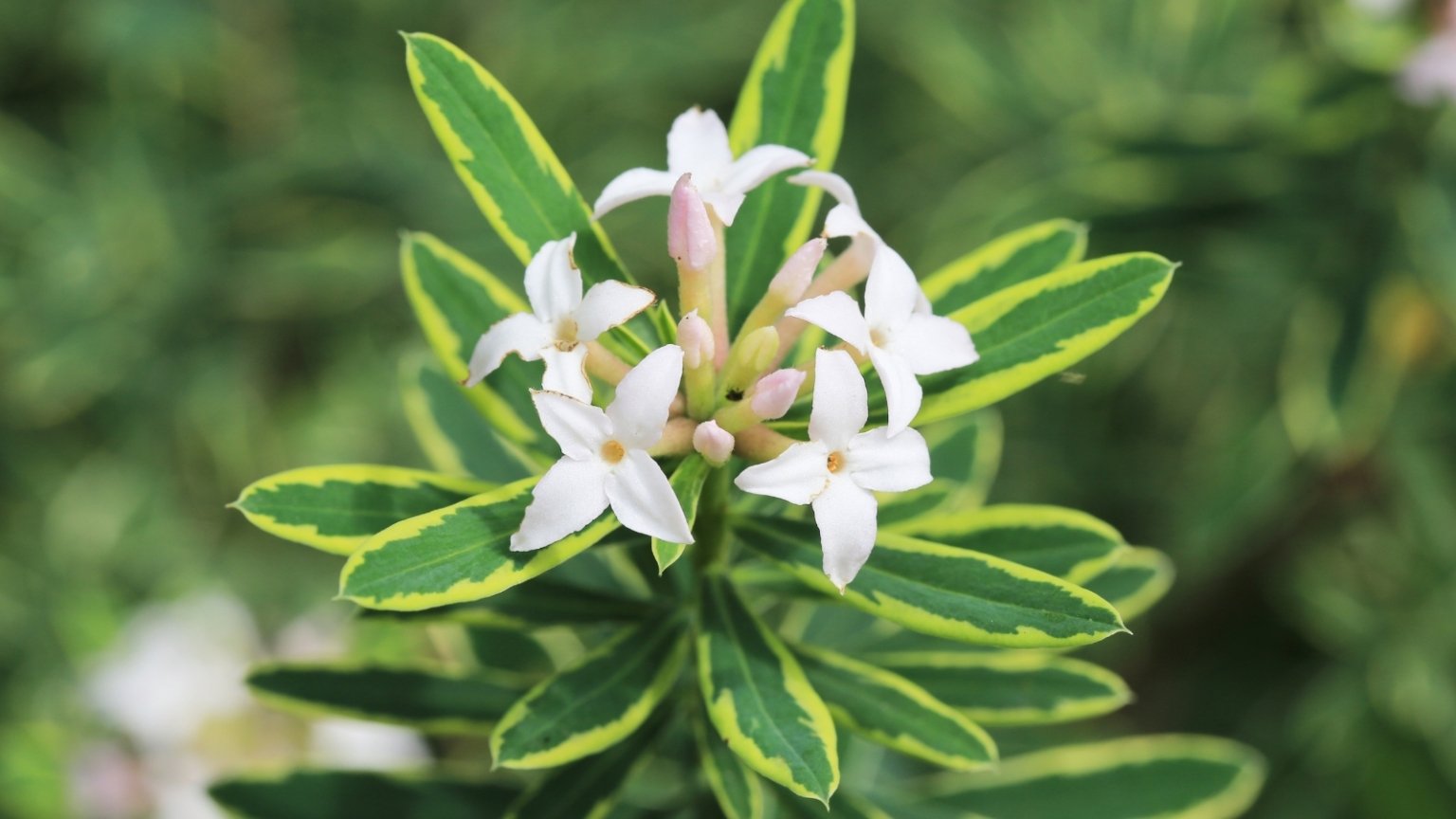 9 Flowering Daphne Varieties For Your Landscape