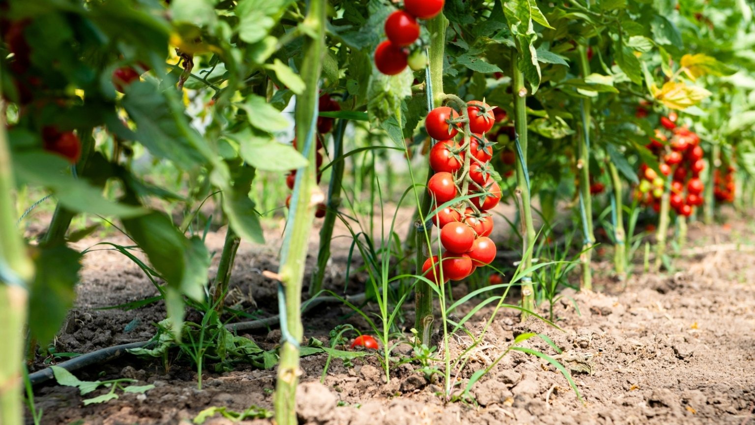 Can You Grow Tomatoes in the Shade?
