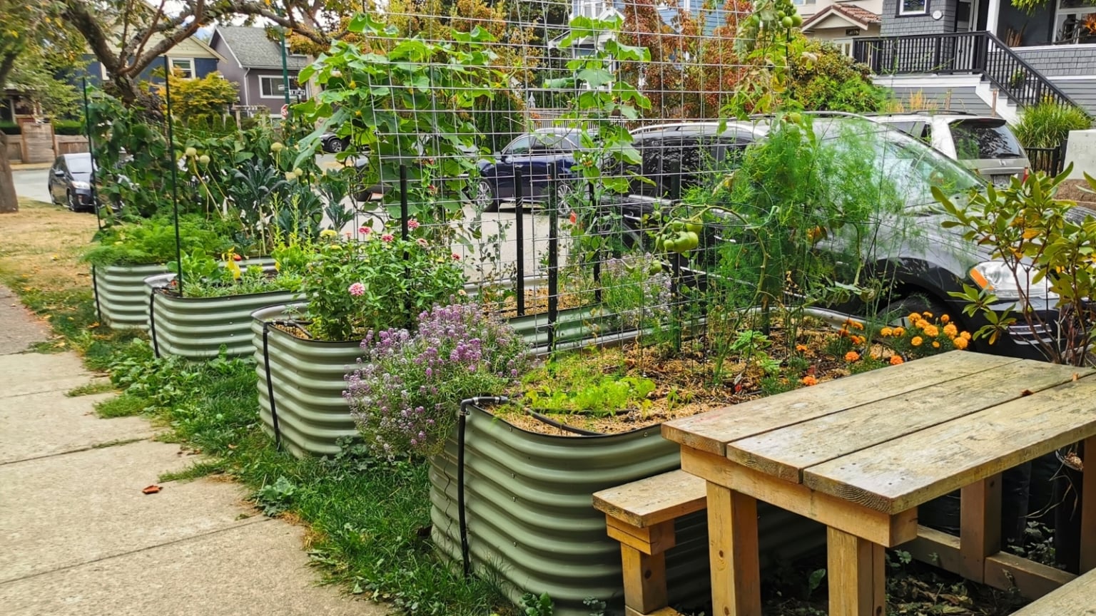 Beautiful urban garden thriving while the gardener is away