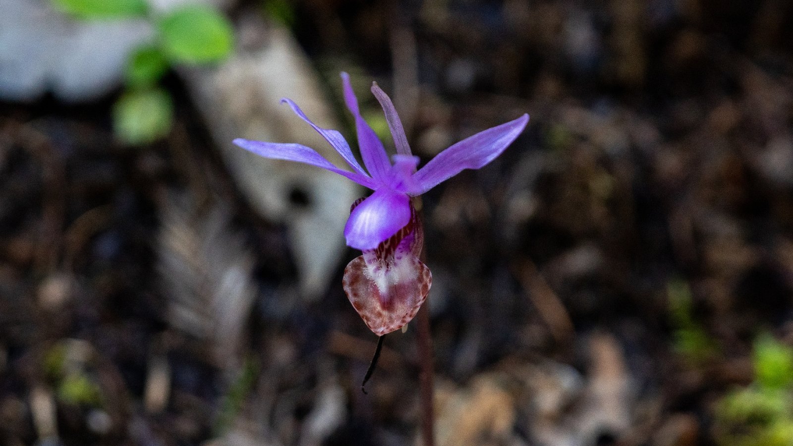 Calypso bulbosa presents a delicate purple stem adorned with a solitary purple orchid-like flower.