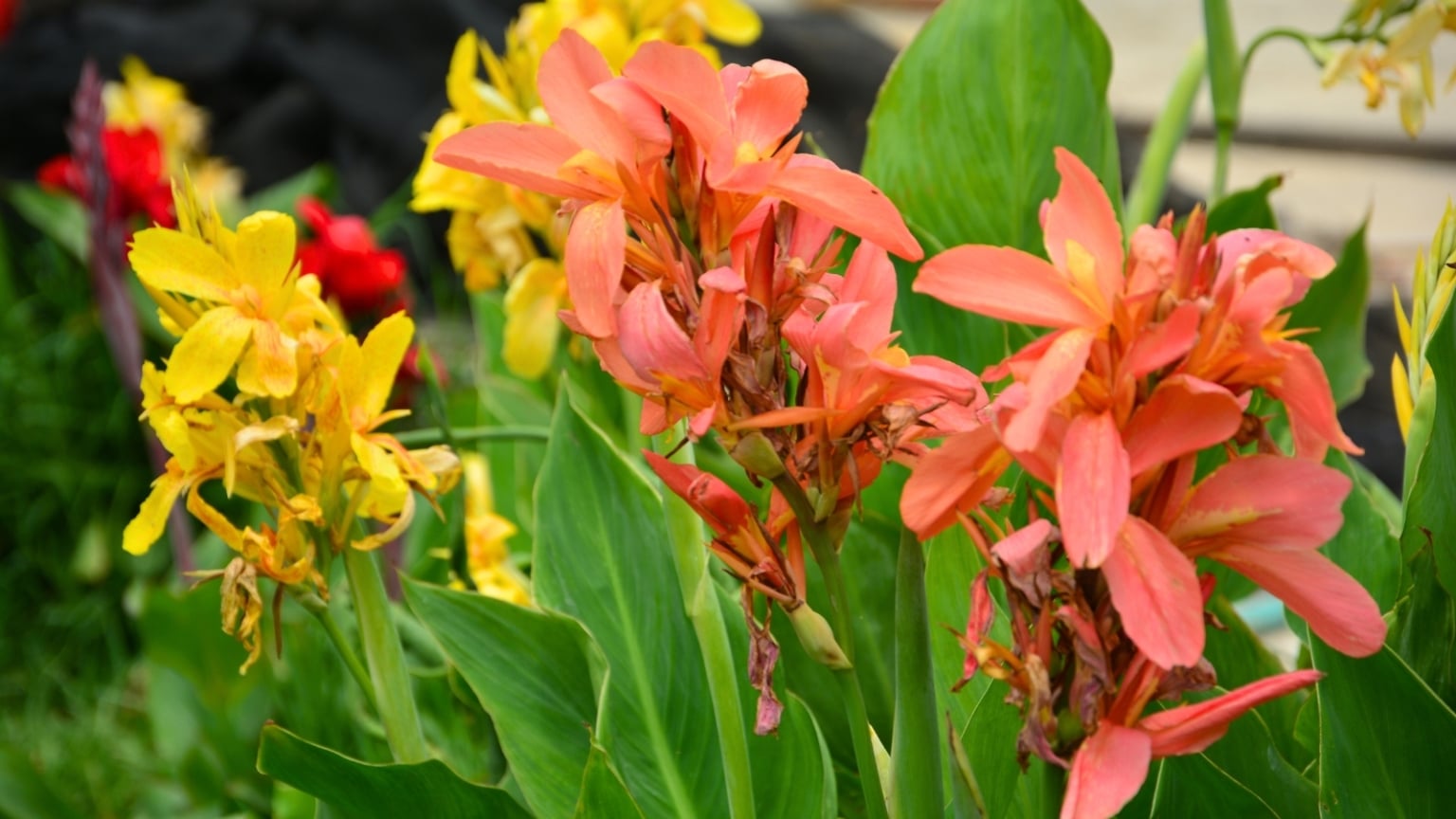 21 Flowers to Plant in June