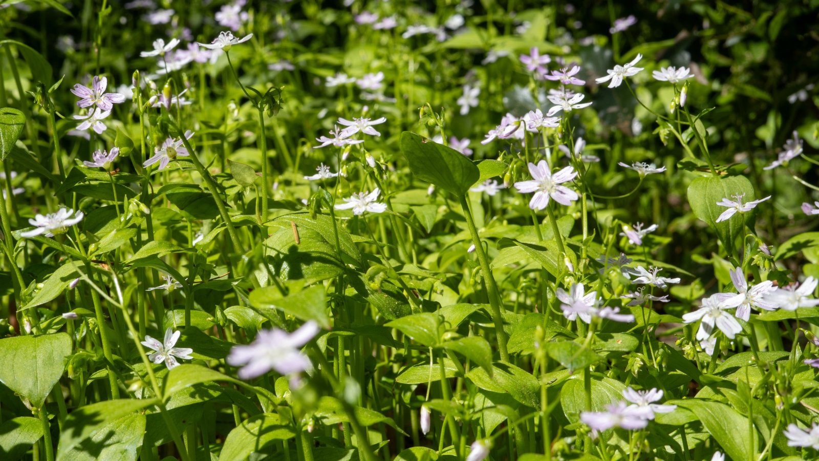 Claytonia lanceolata showcases slender stems carrying clusters of small, white to pink flowers and lanceolate leaves.