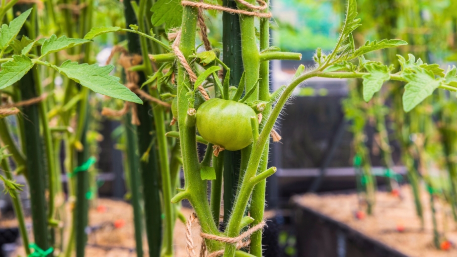 When Is The Best Time To Plant Tomatoes Tips For Your Zone when-is-the-best-time-to-plant-tomatoes-tips-for-your-zone