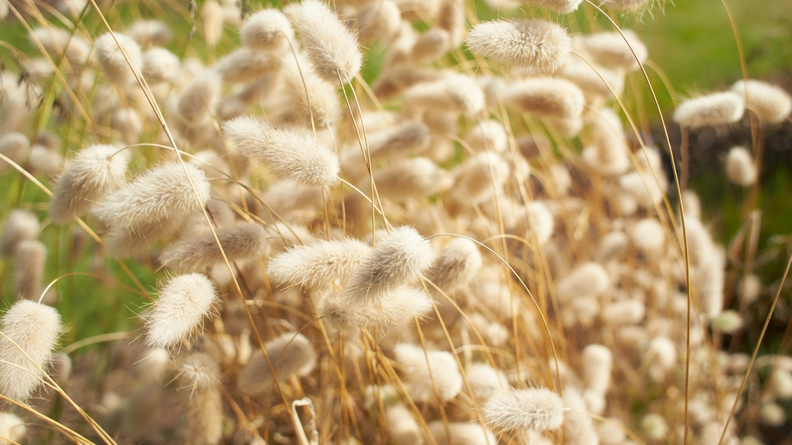 Lagurus ovatus presents silky, oval-shaped flower heads of a creamy white hue rising on thin golden stems in a sunny garden.