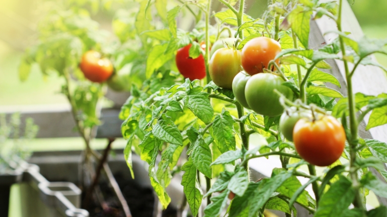 13-best-tomato-varieties-to-grow-in-pots-and-containers
