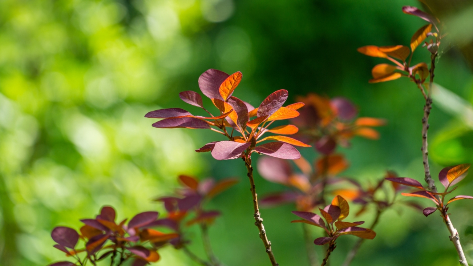 How to Plant, Grow, and Care for Smoke Trees