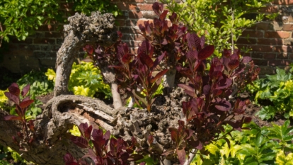 Proggy Tree How to Plant, Grow, and Care for Smoke Trees