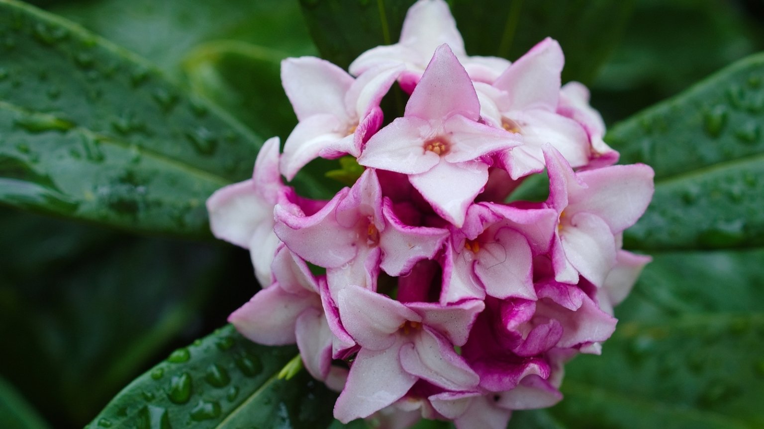 How to Plant, Grow, and Care For Daphne Shrubs