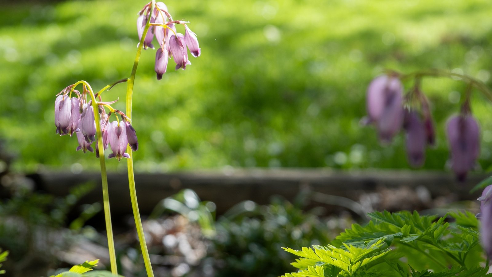 Dicentra formosa displays graceful, arching stems bearing heart-shaped, pink to purple flowers and finely divided, fern-like foliage.