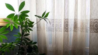 A close-up shot of a houseplant, its vibrant leaves stretching toward the light, stands gracefully within a cozy interior. In the background, a serene white curtain softly billows, creating a tranquil atmosphere around the verdant botanical presence.