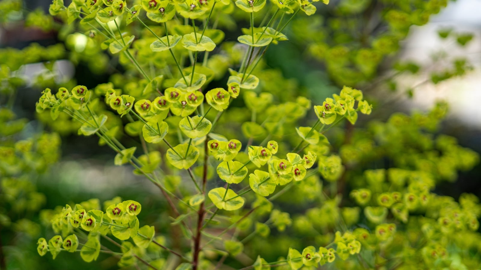 Euphorbia x martinii ‘Ascot Rainbow’ boasts variegated leaves with shades of green, yellow, and cream, and produces clusters of small, vibrant lime-green flowers with a red central eye.