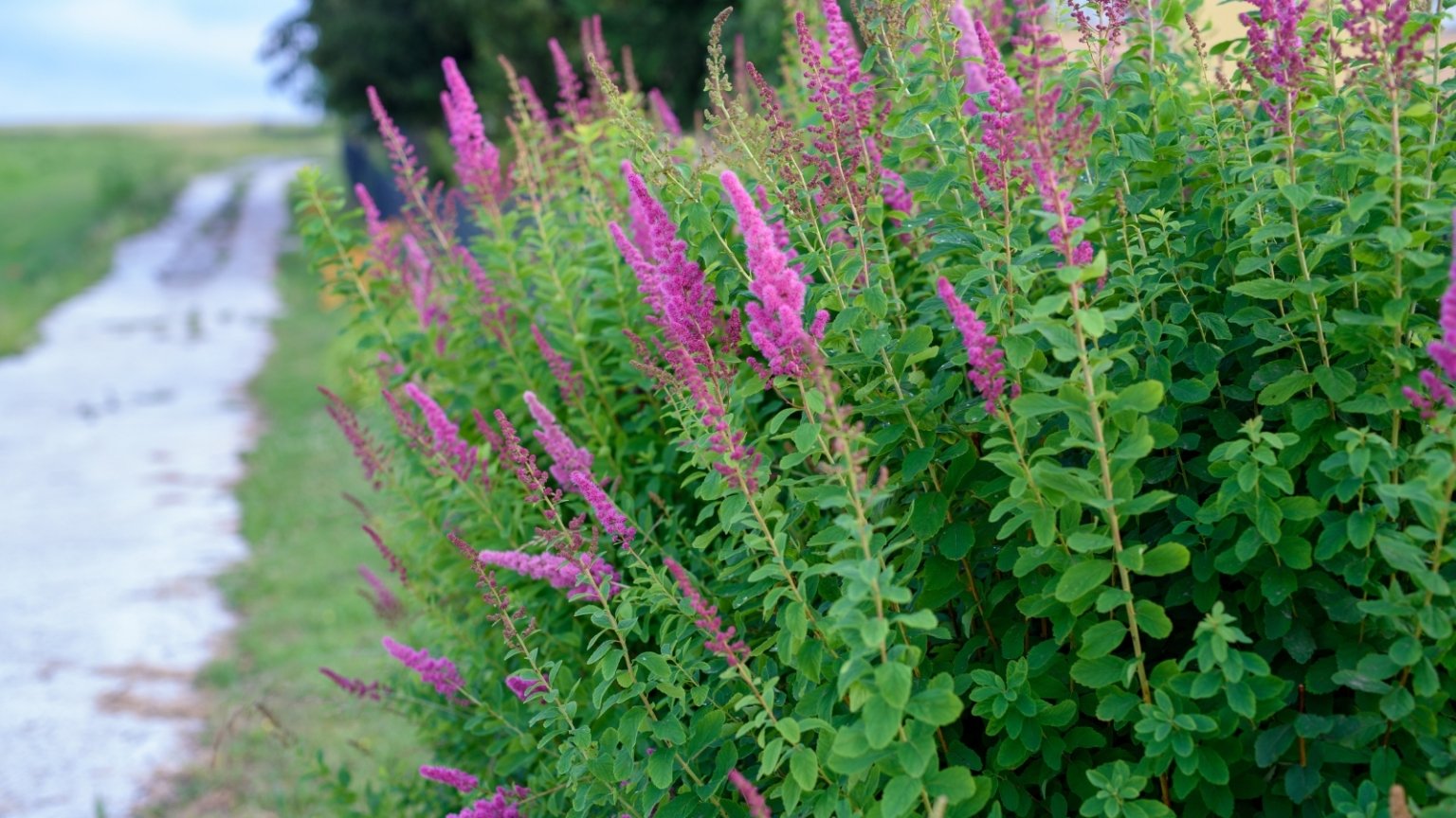 7 Reasons You Shouldn't Plant Butterfly Bush