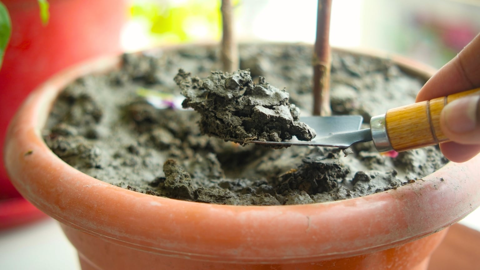 Withdraw Fertilizing 9 Ways to Save Over-Fertilized Plants