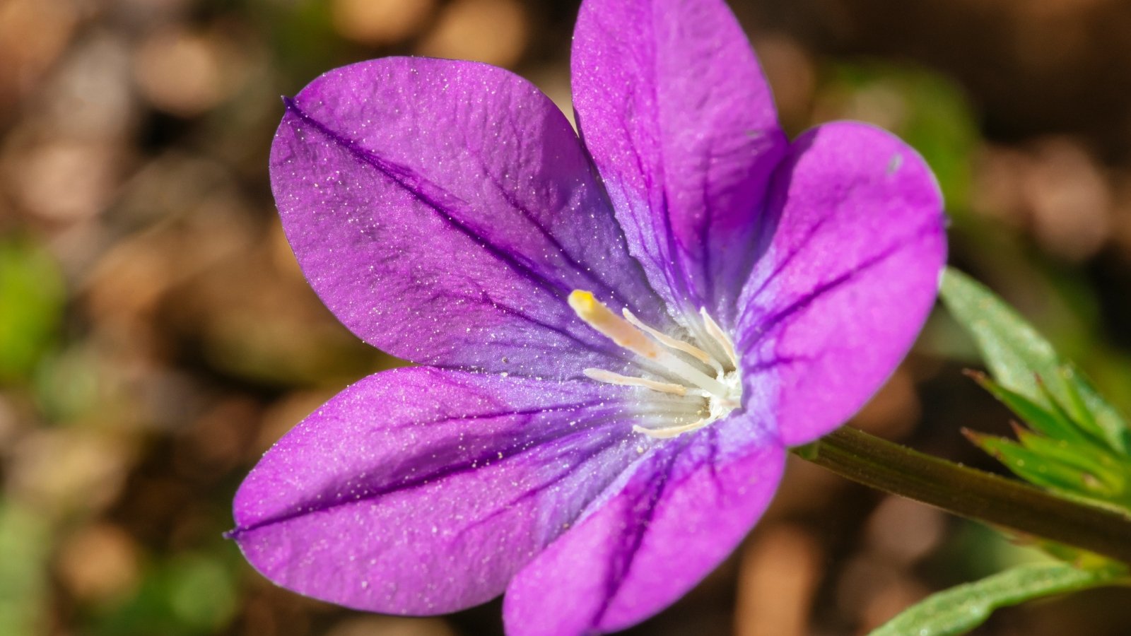 Geranium oreganum displays a pink to purple, saucer-shaped flower and palmately lobed leaves.