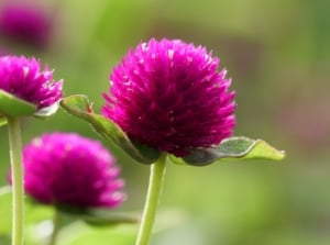 A close-up of spherical, purple gomphrena flowers nestled amidst leaves and delicate stems, showcasing intricate natural beauty and vibrant color contrast in a tranquil botanical setting, grow globe amaranth