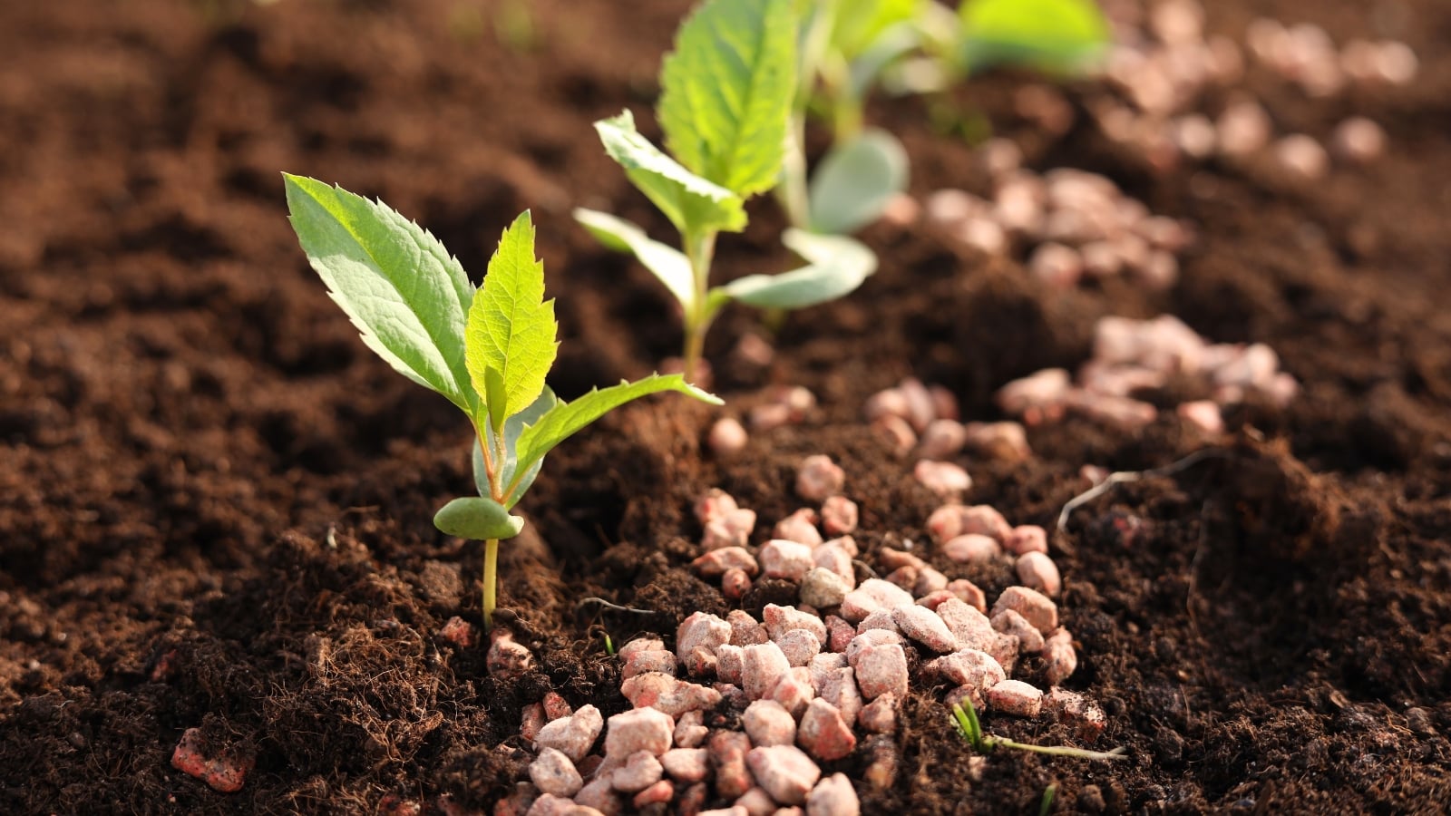 policosanol (triacontanol) supplier policosanol (triacontanol) supplier